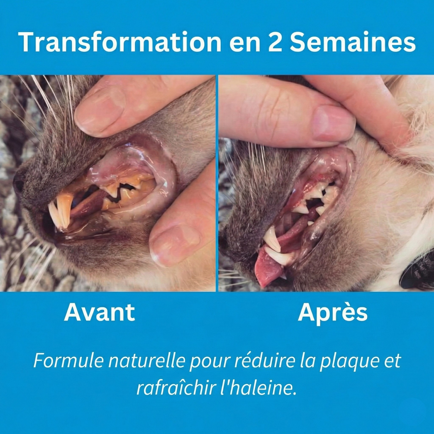 Orale+ - Solution Chat Hygiène Buccale