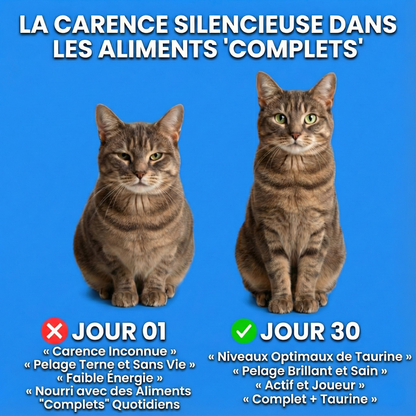 PureTaurine+ - N°1 Recommandé par les Vétérinaires