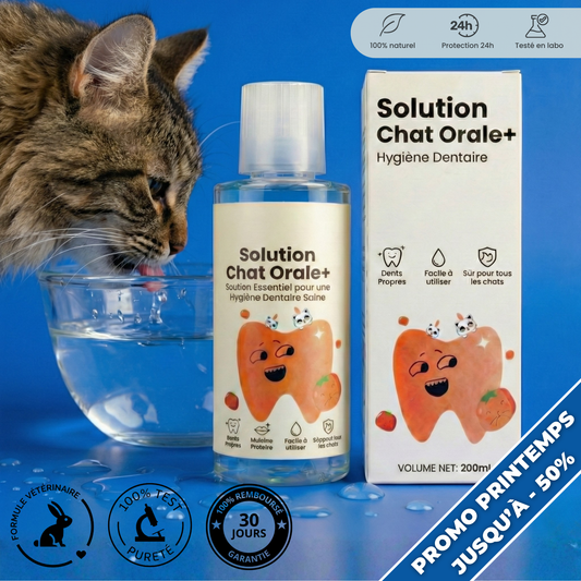 Orale+ - Solution Chat Hygiène Buccale